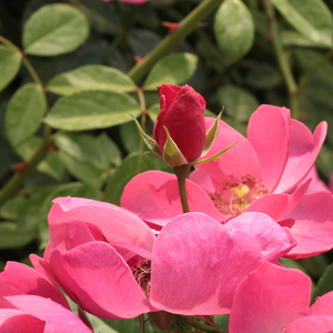 Ses fleurs rose en forme de coupe couvrent complètement le buisson.